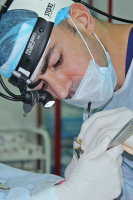 Владислав Григорянц