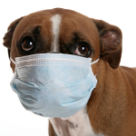 Пластическая операция у собаки