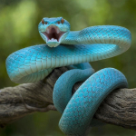 Из-за укуса кобры голландцу трансплантировали половой член