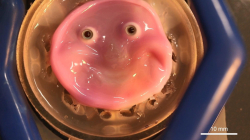 В Токио показали робота с человеческой кожей на лице	